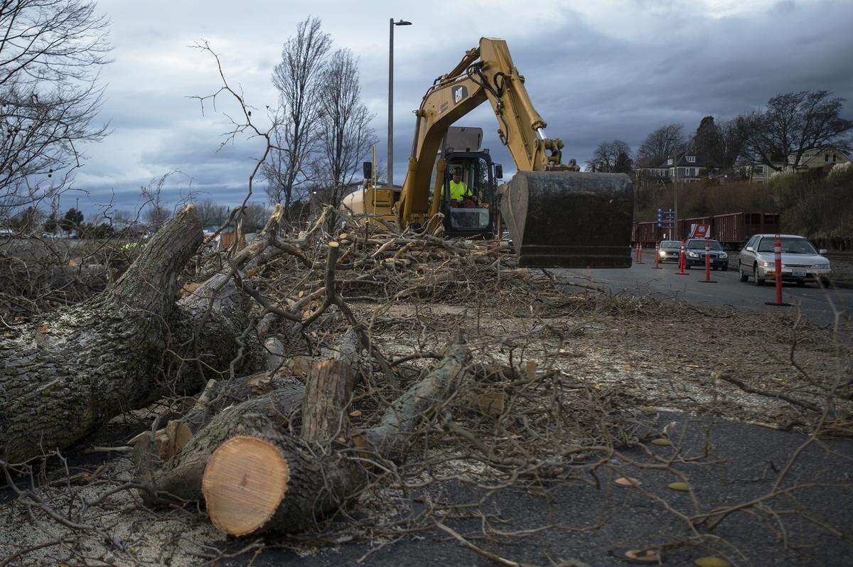 A worker from the city of Bellingham’s Public Works Department uses heavy equipment to pile up London Plane trees along Roeder Avenue Thursday. The tree removal, and eventual replacement, process is part of the Roeder Avenue Overlay project.