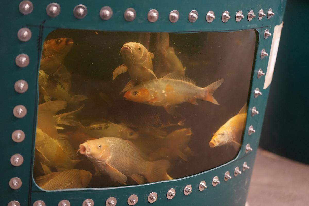 Hundreds of koi fish produce waste that provides nutrients to grow the plants at FarmWild.