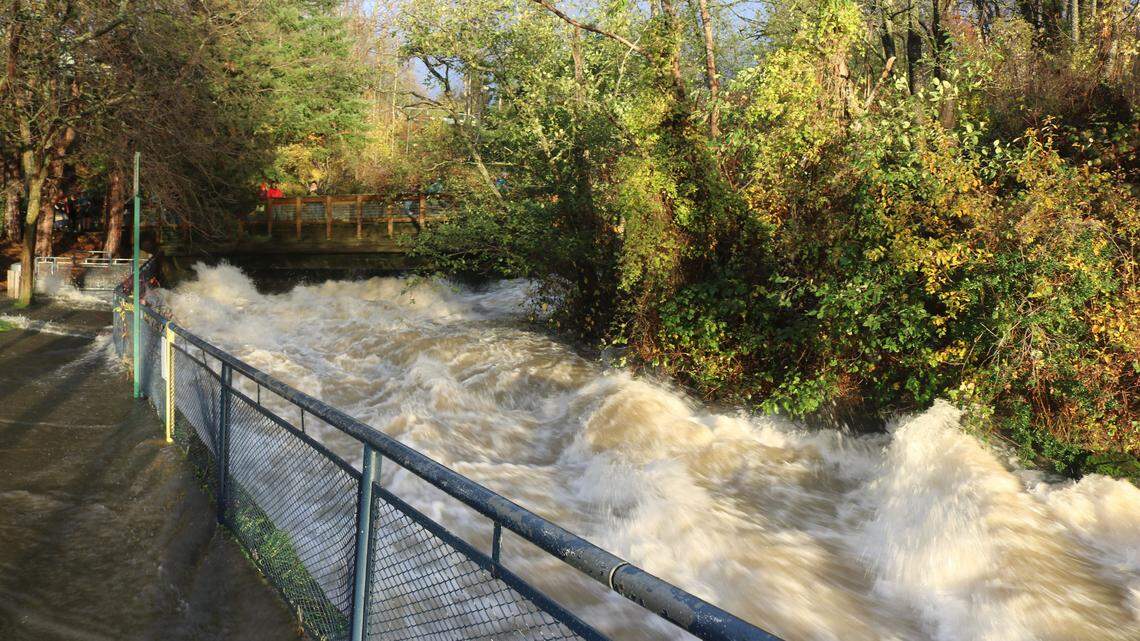 Water flows at Whatcom Creek in Bellingham were high on Monday, Nov. 15, after a record rainstorm hit the area. Large floods can displace juvenile fish that are unable to access slow water and flooding will erode the riverbed and damage the nests female salmon dig for their eggs.