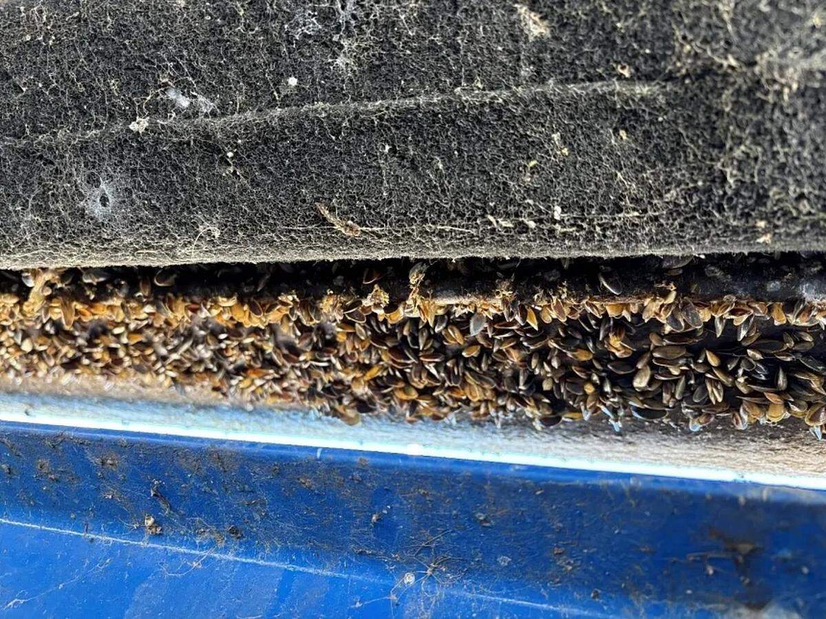 Golden mussels were found by the Oregon Department of Fish and Wildlife (ODFW) during an interception on April 4, 2026, in Ashland, Ore.