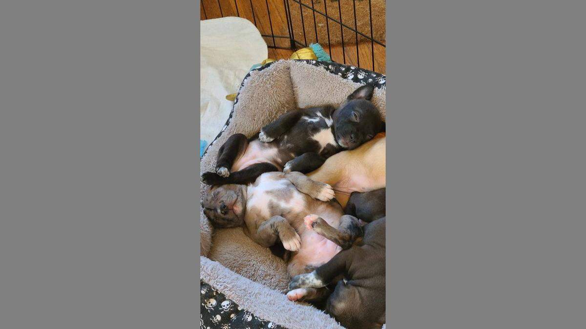 Four puppies were reunited with their mother in October after a Whatcom Transportation Authority bus driver noticed a female dog repeatedly searching at the bus station in downtown Bellingham. The puppies will be ready for adoption in a few weeks.