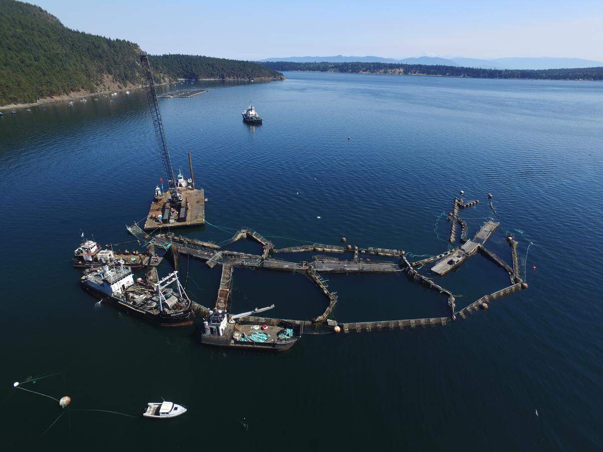 A crane and boats are anchored next to a collapsed “net pen” used by Cooke Aquaculture Pacific to farm Atlantic Salmon near Cypress Island in Washington state Aug. 28, 2017, after a failure of the nets allowed tens of thousands of the nonnative fish to escape.