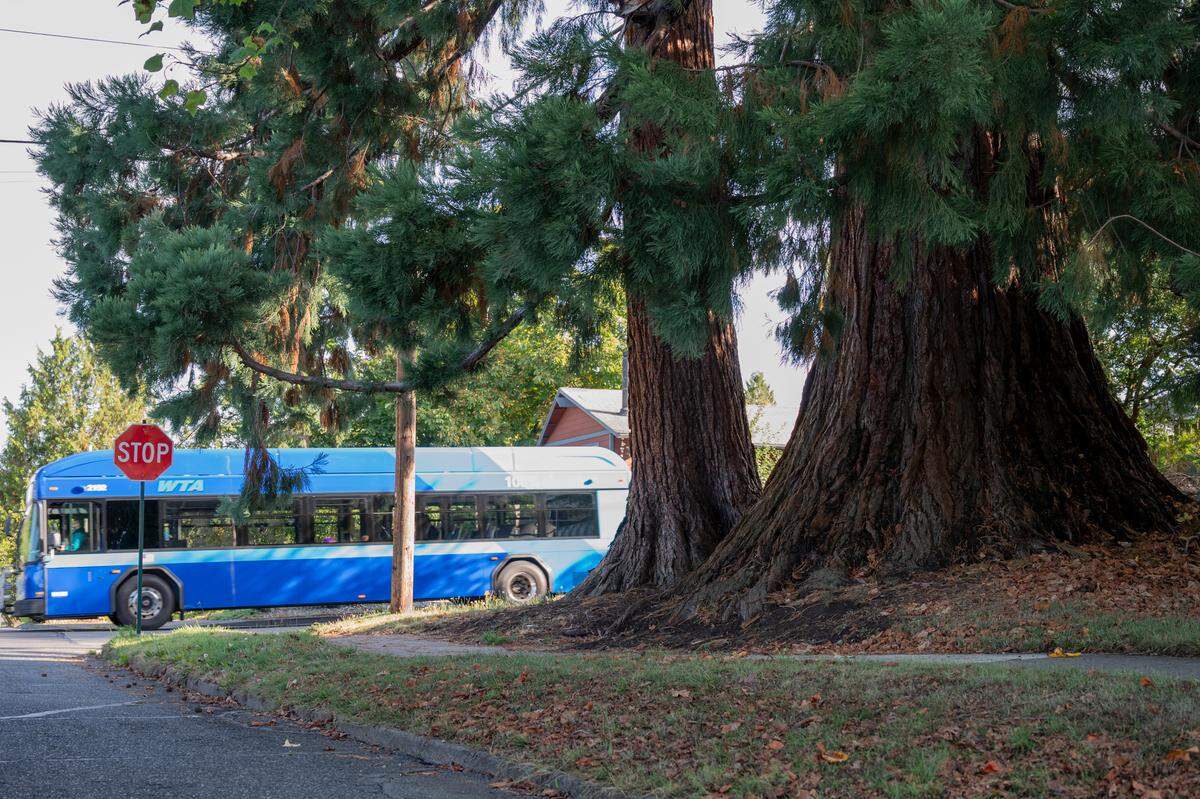 Massive trees grow along a York neighborhood road on Monday, Sept. 13, 2021, in Bellingham, Wash.
