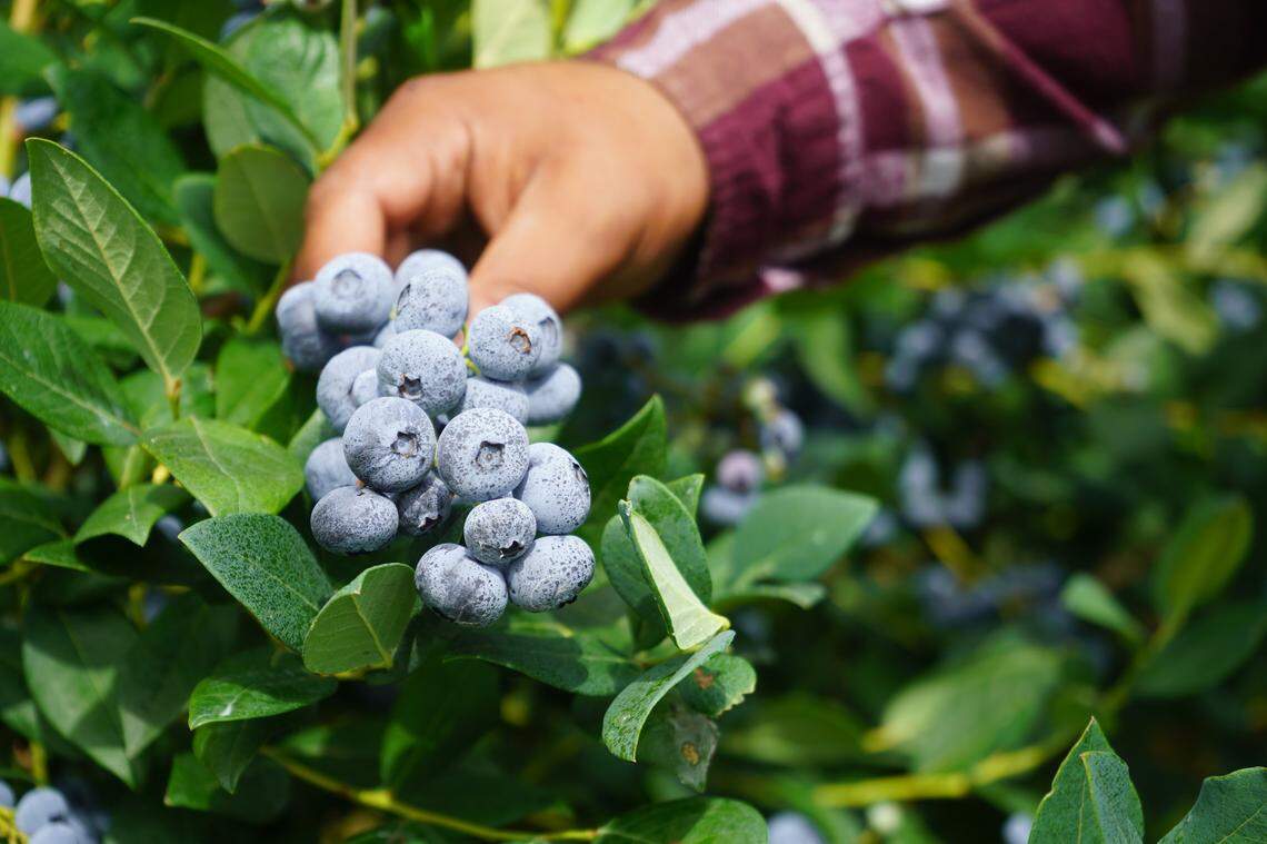 Kissan Berry Farm specialize in growing blueberries from mid-July to September, Thursday, August 10, 2023.
