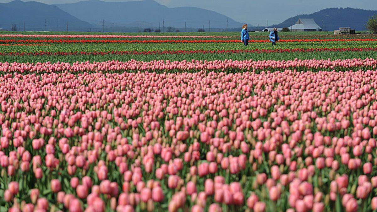 tulip fest clo