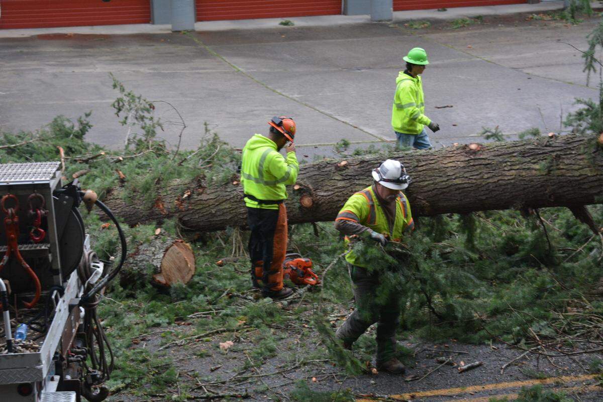 A crew from Asplundh Tree Expert LLC removes a large hemlock that damaged power lines on Lake Whatcom Boulevard in the Sudden Valley area. Asplundh specializes in tree pruning and vegetation management for utilities and government agencies such as Puget Sound Energy.