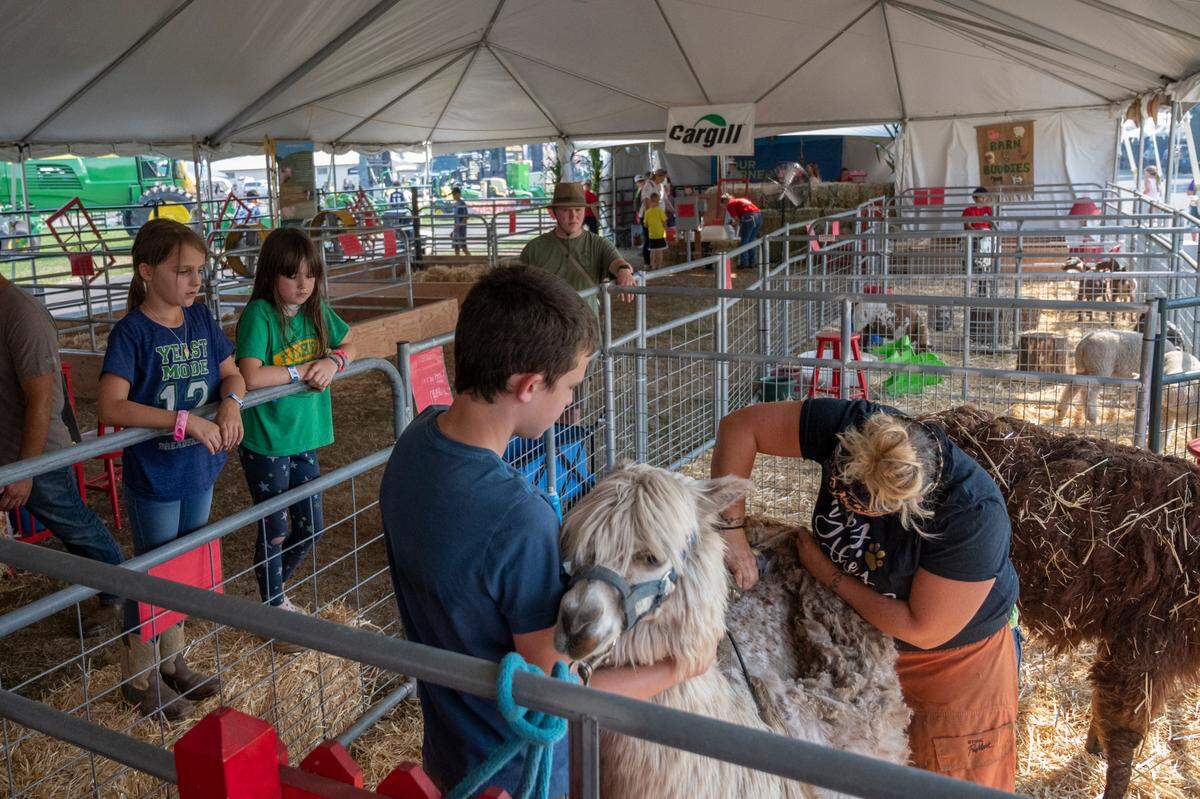 Children watch as an alpaca is shorn at the Northwest Washington Fair on Thursday, Aug. 12, in Lynden.