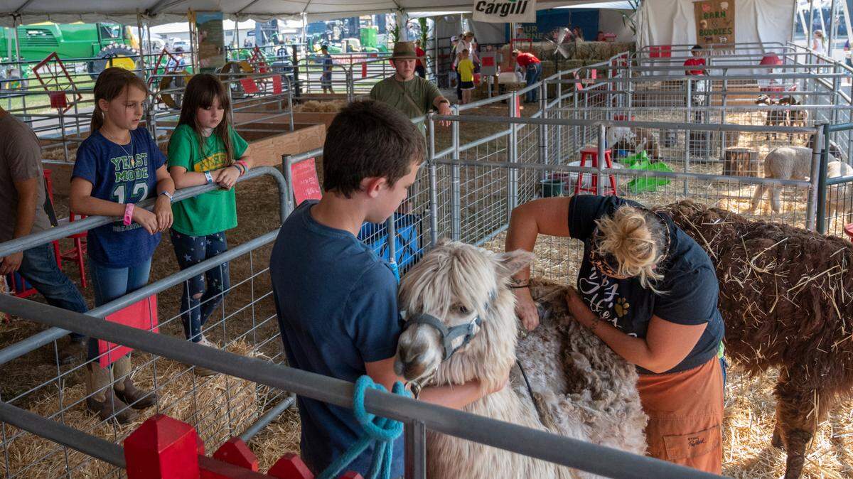 Children watch as an alpaca is shorn at the Northwest Washington Fair on Thursday, Aug. 12, in Lynden.