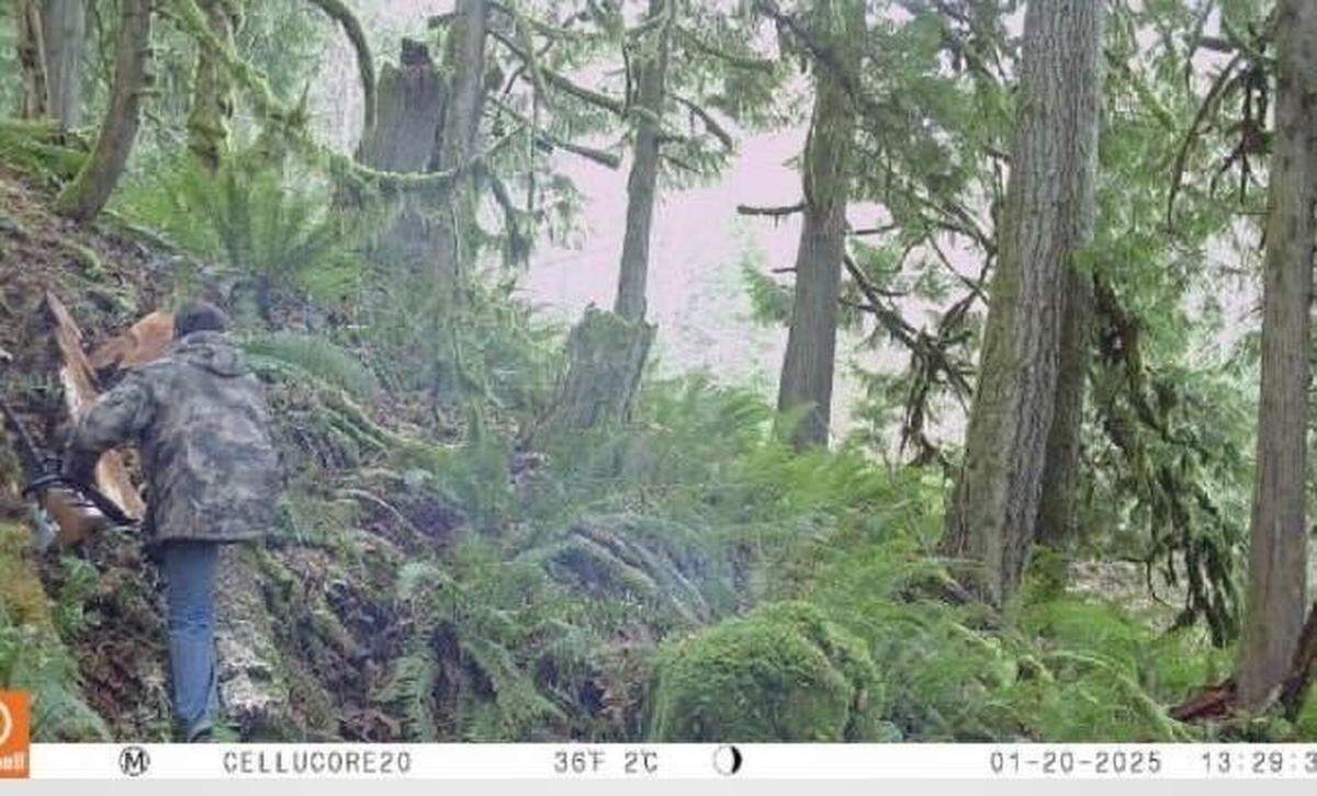 A trail camera photographed a man harvesting timber earlier this year in the Lake Whatcom watershed. Such activity is illegal.