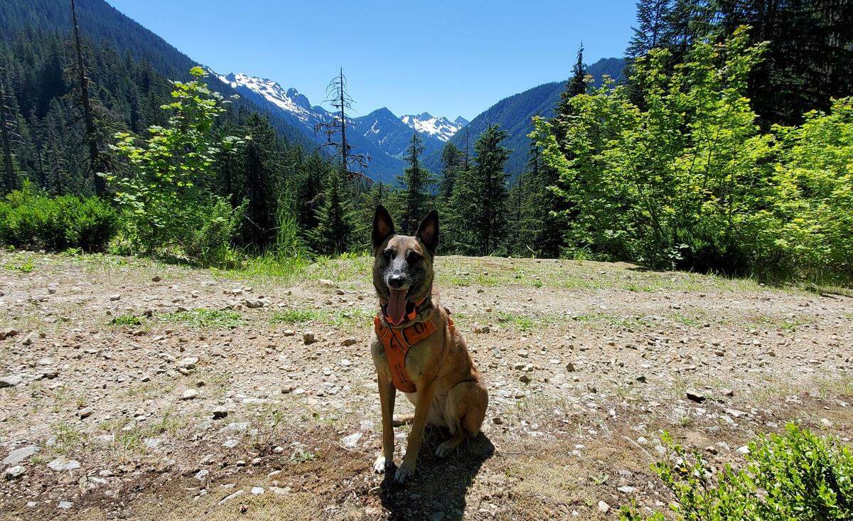 Since 2017, Kibeth worked as a wide-area wilderness search K9 with Whatcom County’s Summit to Sound Search and Rescue, helping area volunteers search large areas for people who went missing. She died unexpectedly at age 6 in September.