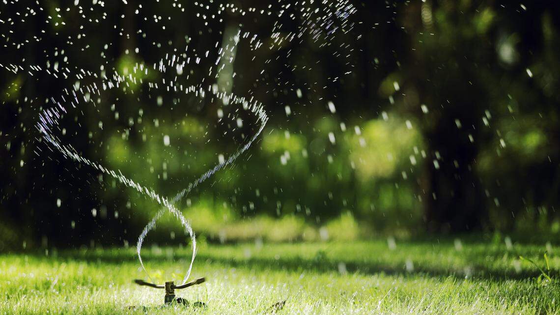 Recycling water in the garden can keep your plants hydrated and your water bills low