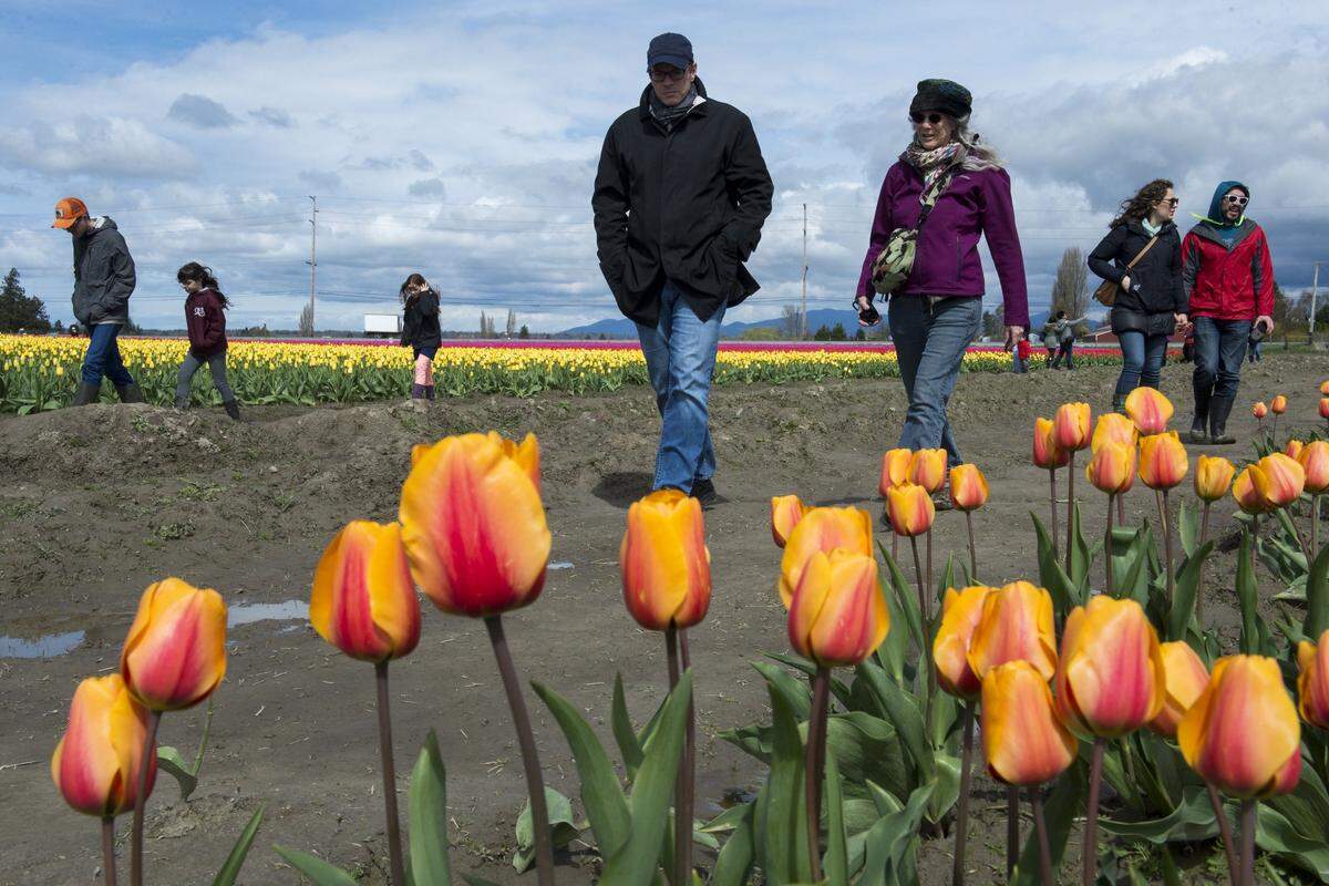 Skagit Valley Tulip Festival visitors walk through tulip fields south of Mount Vernon in April 2018.