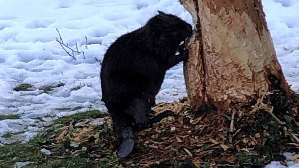 A North American beaver has been delighting patrons at the South Whatcom Library branch in Sudden Valley.