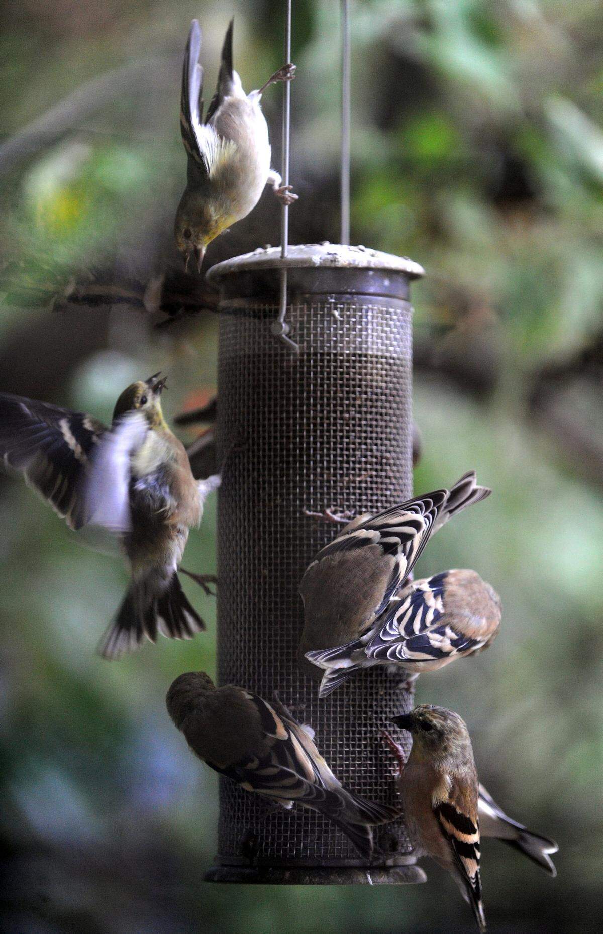 Goldfinches swarm around a bird feeder, Tuesday, Oct. 6, 2009, outside the Wild Bird Chalet. The store was recently bought by Julie Whitacre, a long-time shopper at the Wild Bird Chalet.