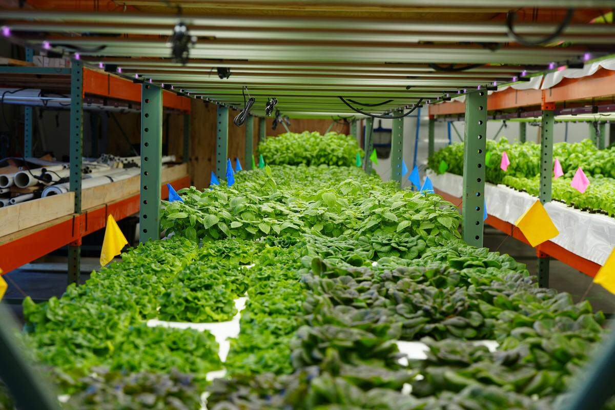 Basil and salad greens are growing at FarmWild’s urban, indoor aquaponic farm Sept. 16 in Bellingham.