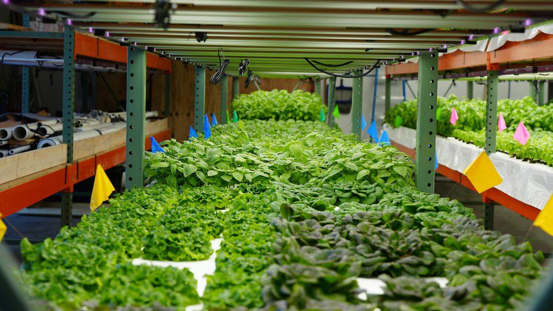 Urban aquaponics farm brings sustainable food to the heart of Bellingham