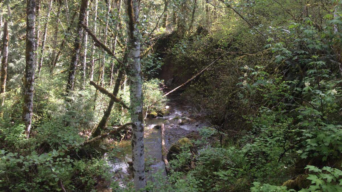 An undated courtesy photo shows part of the Stewart Mountain Community Forest, a project of multiple organizations to transform 5,500 acres of commercial timberland into a community forest.