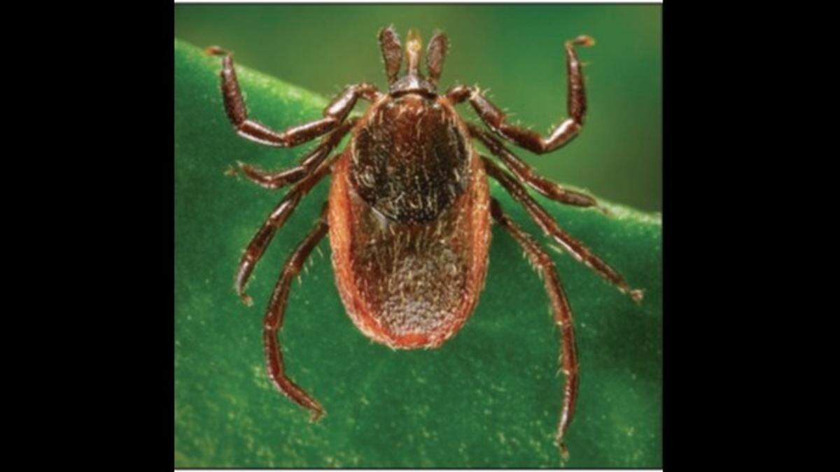 In Washington state, the western blacklegged tick&nbsp;— found mostly in western portions of the state&nbsp;— has been found to carry the Anaplasma spp. bacteria, which causes anaplasmosis. A Whatcom County man became the first to be diagnosed with a case of anaplasmosis acquired within the state.