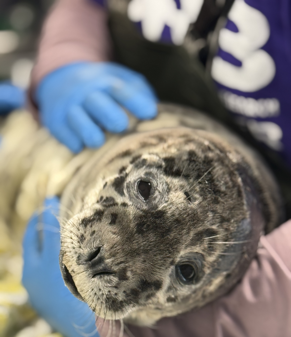 A harbor seal pup is recovering after being found on a beach with a gunshot wound to its head over the 2026 4th of July weekend in Bellingham, Wash.