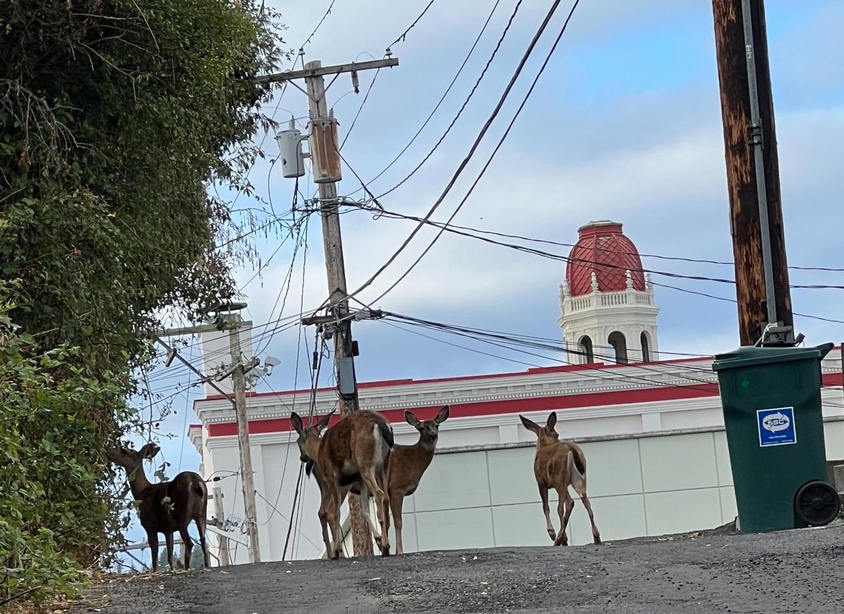 Deer walk south along an alley off Central Avenue in Bellingham in August 2024.