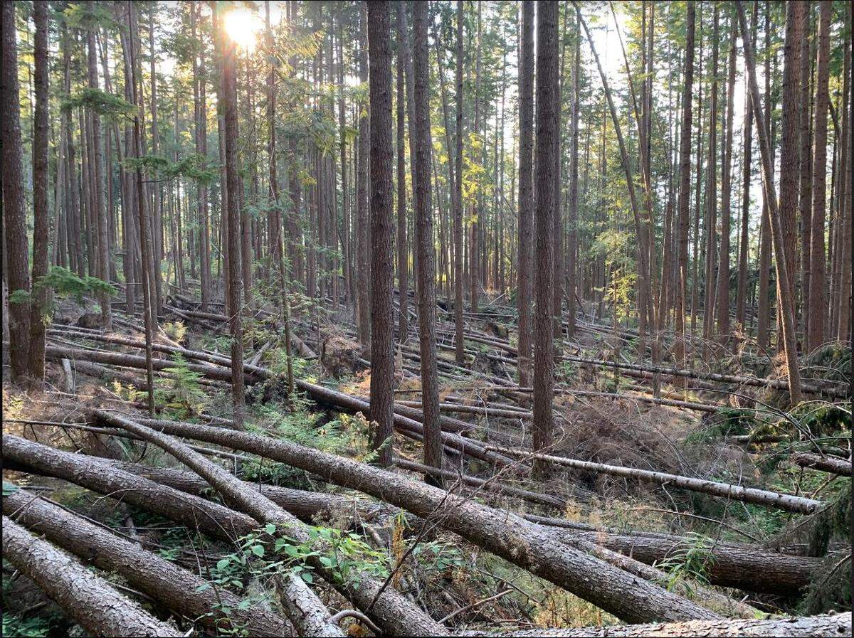 Trees in the Box of Rain forest near the middle fork of the Nooksack River in Whatcom County were hit hard by a windstorm in 2019-2020 that, according to the Washington Department of Natural Resources, knocked down 30%-40% of the trees.