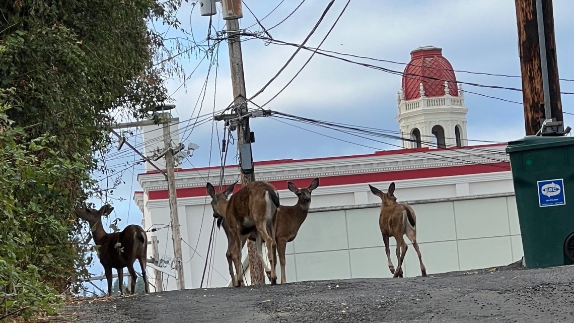 Why am I seeing more deer on WA roads right now? Here’s how to avoid hitting them