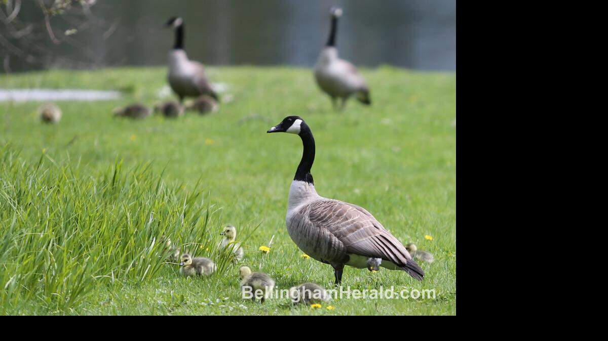 SILVERLAKEGEESE