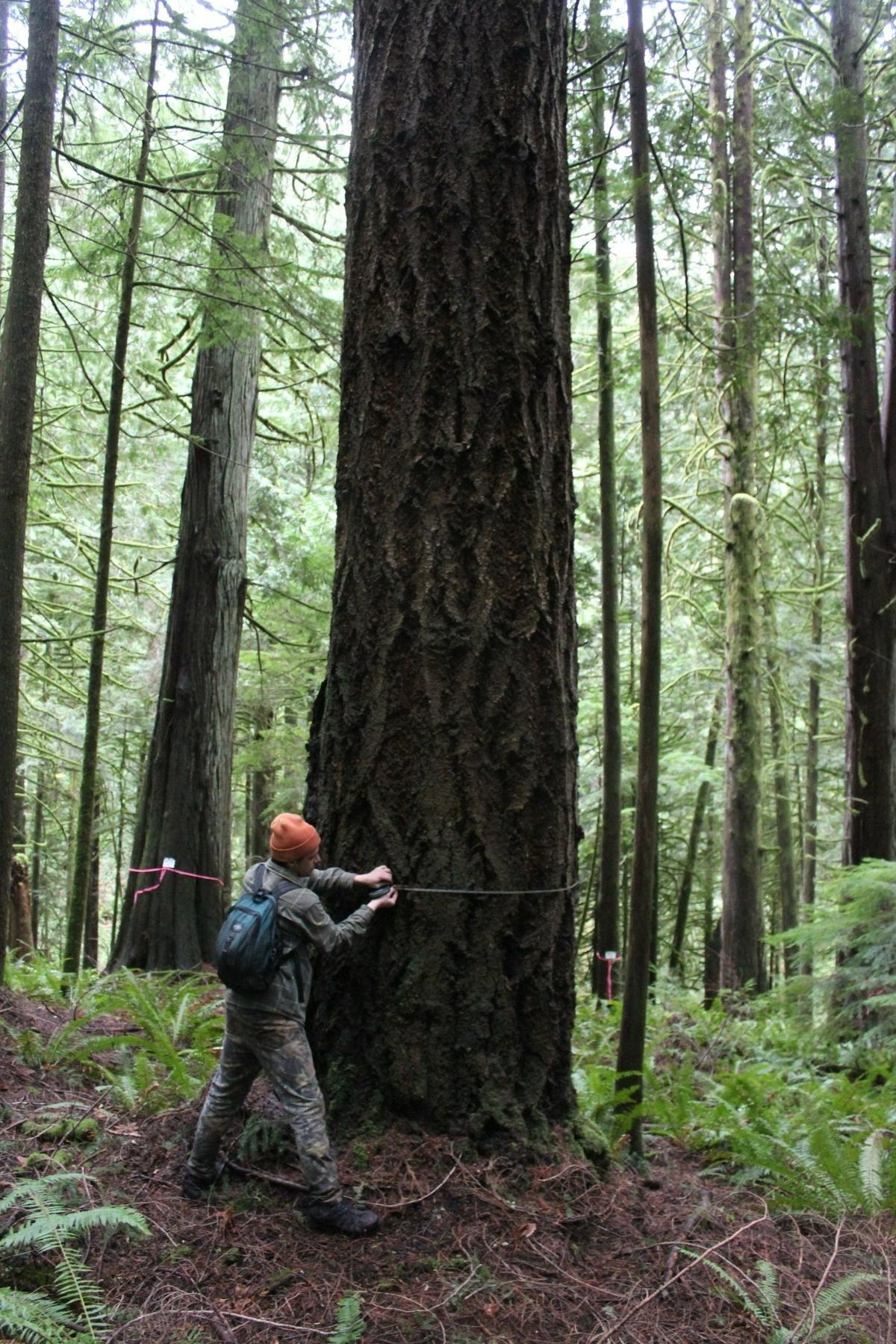 Brel Froebe with the Center for Responsible Forestry measures a tree in the Bessie timber sale in Whatcom County on Tuesday, Dec. 14..