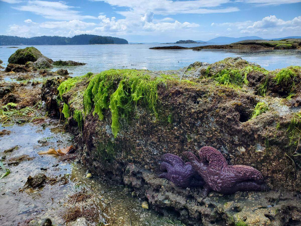Sea stars are revealed by extremely low tides Thursday, June 16, at Teddy Bear Cove south of Bellingham.