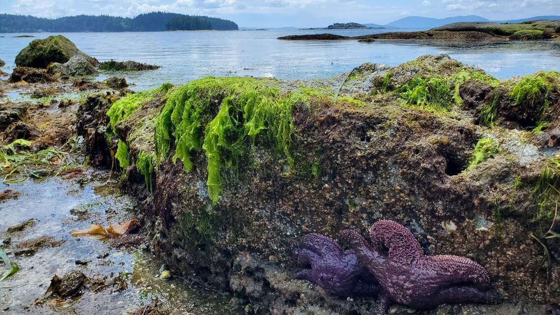 Lowest tides of 2025 in Bellingham this week. What to know for tidepool viewing