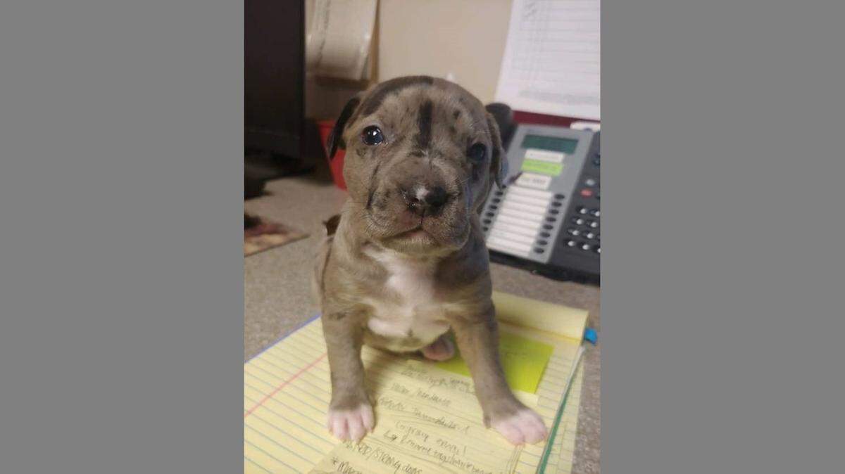 Tiabeanie, one of four puppies reunited with their mother in October after a Whatcom Transportation Authority bus driver noticed a female dog repeatedly searching at the bus station in downtown Bellingham. The puppies will be ready for adoption in a few weeks.