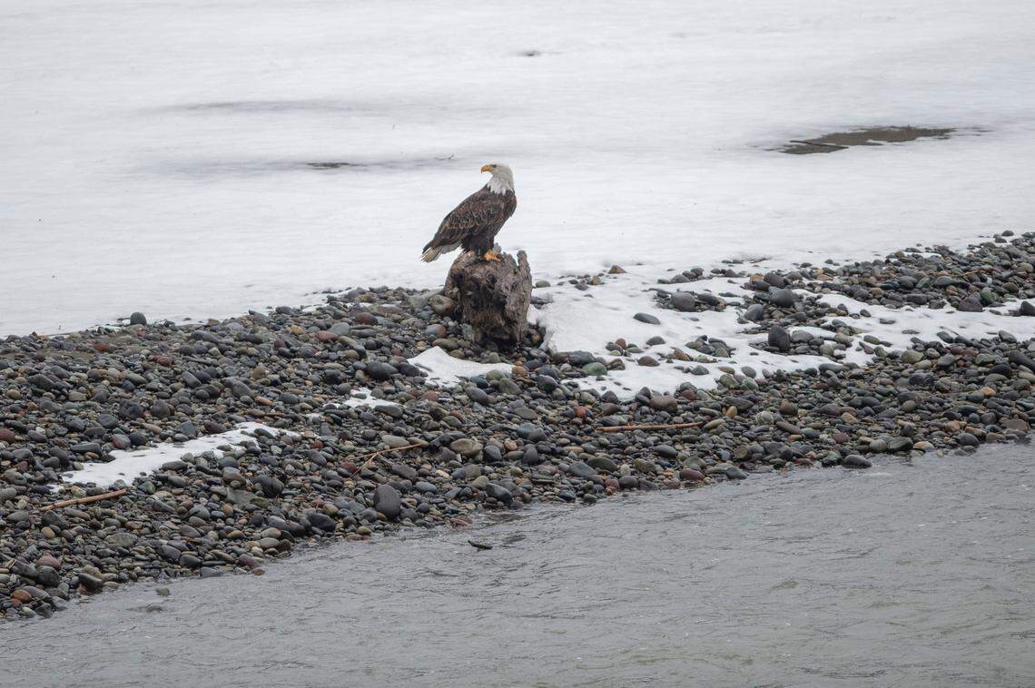Bald eagles are seen from the Welcome Bridge, a popular wildlife viewing area along the North Fork of the Nooksack River, on Tuesday, Jan. 11, 2022, in Whatcom County, Wash.  