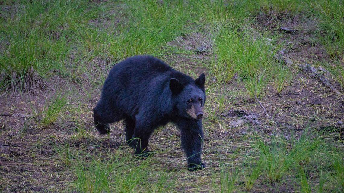 Skagit County woman sentenced for illegally purchasing wildlife parts