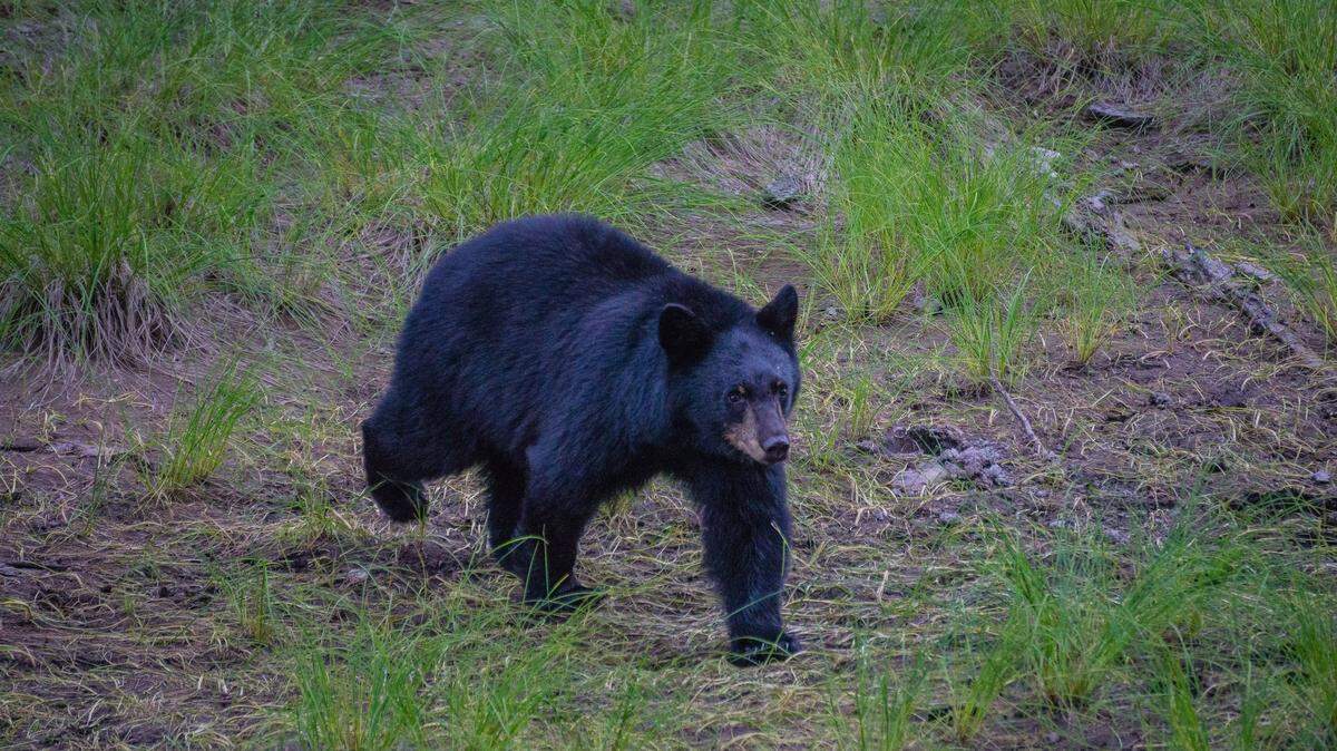 A new study ranked Washington among the best states in the country for wildlife protection.