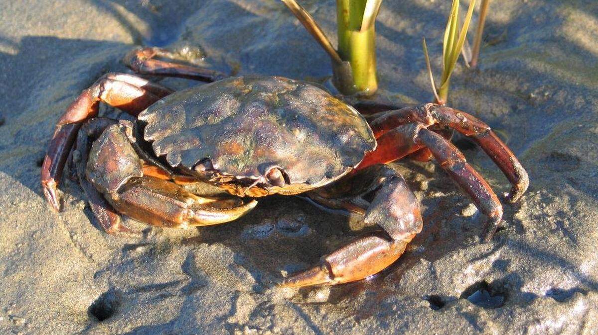 New species are invading rivers, lakes and coastlines in Whatcom County