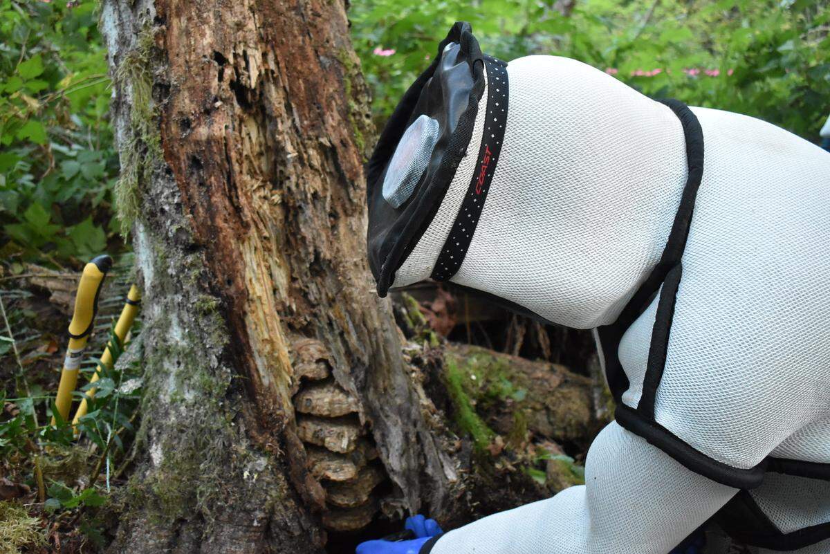 The Washington State Department of Agriculture found nearly 1,500 Asian Giant Hornets&nbsp;— commonly known as “Murder Hornets”&nbsp;— when it eradicated the first nest of the invasive species this year Wednesday, Aug. 25, 2021, in Whatcom County, Wash.
