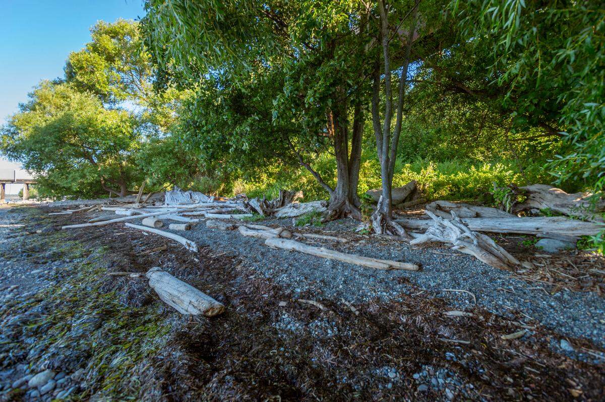 Debris marks the high tide line Wednesday evening July 28, west of Squalicum Beach. The city of Bellingham plans to excavate a low area of Little Squalicum Park near the bay to create an estuary that allows tides to enter and retreat, enhancing salmon habitat.