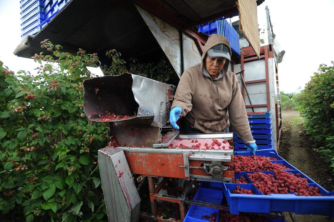 A worker sorts raspberries on a berry harvester during the first picking of raspberries on the Ehlers farm in June 2013 north of Lynden, Wash. Agricultural workers will receive more protections against COVID-19 under new Washington state guidelines.