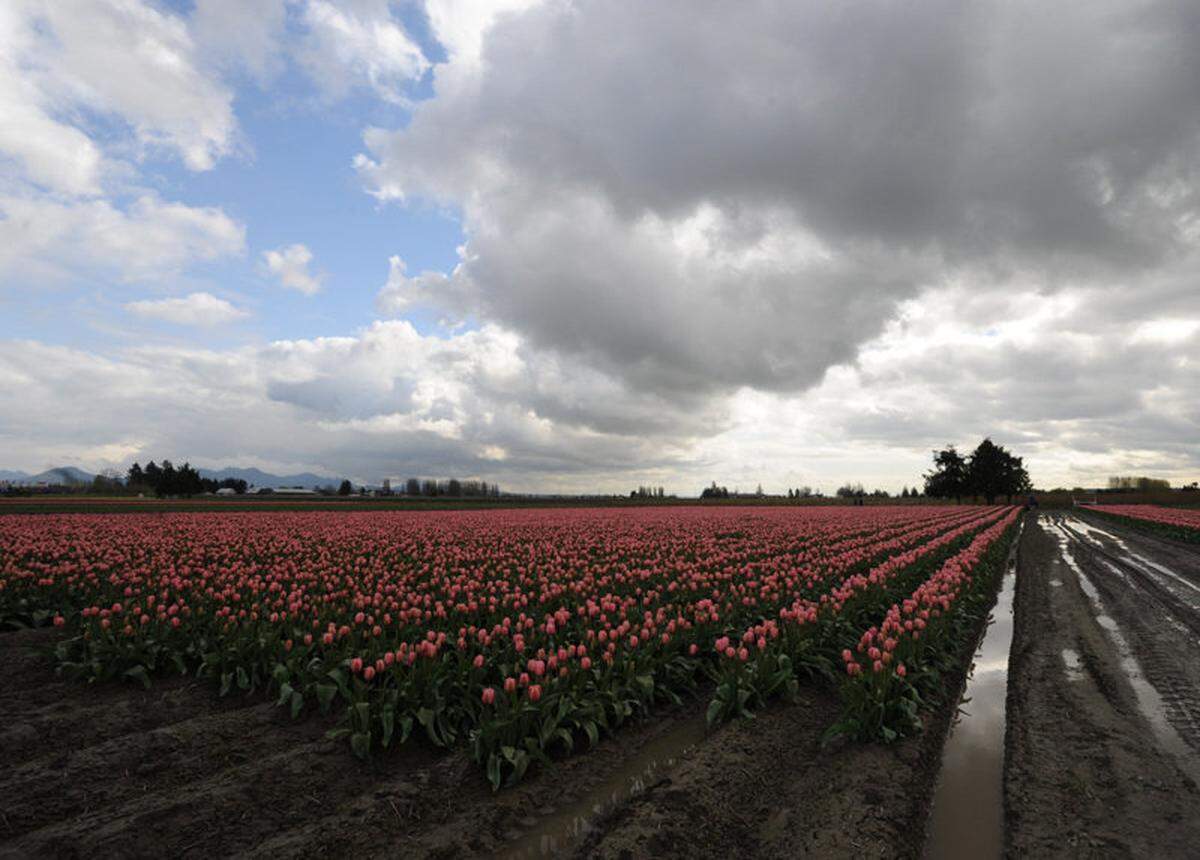 tulip fest clo