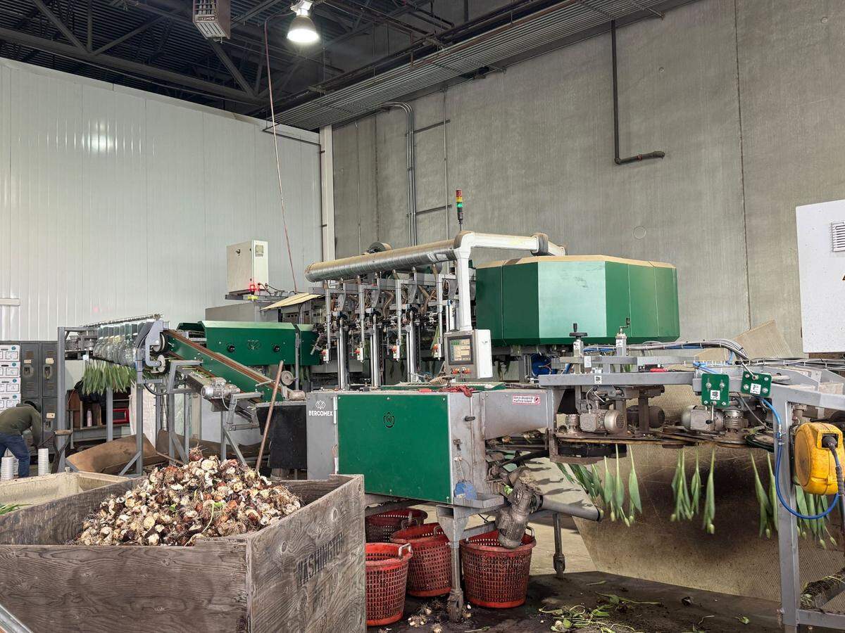 Tulips going through a bulb-cutting machine at the Washington Bulb Company and RoozenGaarde on March 13, 2025 at 15867 Beaver Marsh Rd. in Mount Vernon, WA.