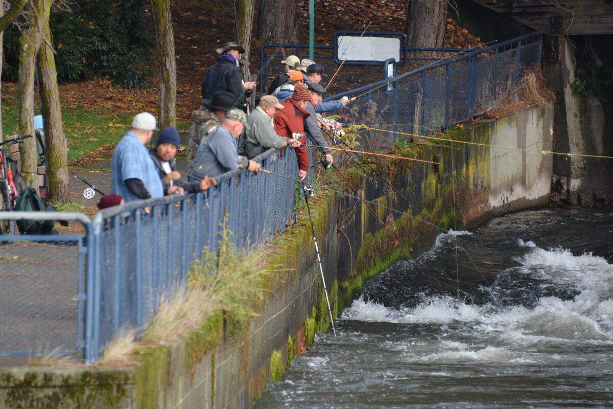 chum salmon whatcom creek