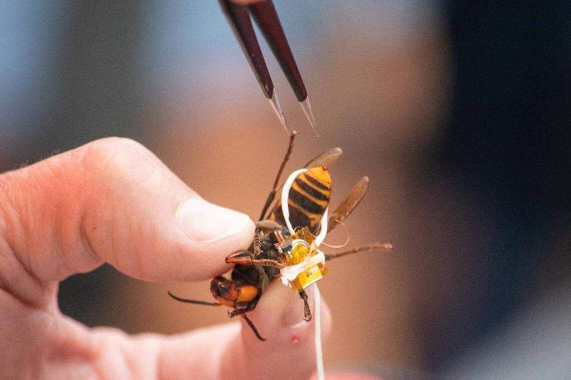 A second live Asian giant hornet was captured Oct. 5, 2020, southeast of Blaine, Washington. State agriculture officials tied a radio tag on it in an attempt to track it back to its nest, but the tracking effort was unsuccessful.