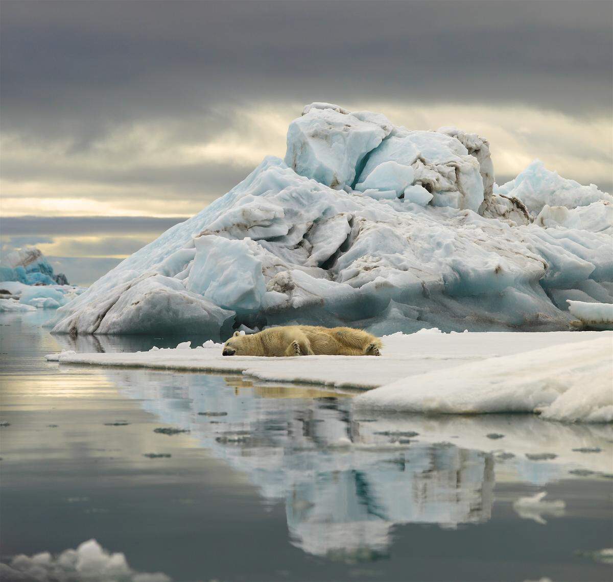 A polar bear relaxes 30 yards from Chris Morgan’s small Zodiac boat in Svalbard in June 2019. Morgan traveled to the Norwegian archipelago to guide a trip and to make an episode for the second season of “THE WILD With Chris Morgan” podcast, which will be released in February 2020.