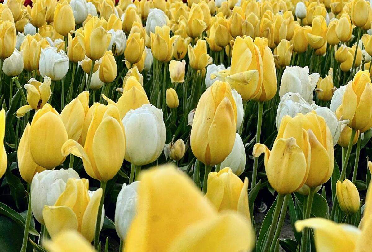“Ethan’s Smile” tulip mix grows at Tulip Valley Farm in Skagit Valley. Visitors are invited to visit the farm in April to view and purchase the mix made to honor former team member Ethan Chapin, one of four University of Idaho students stabbed to death in Moscow, Idaho, in 2022.