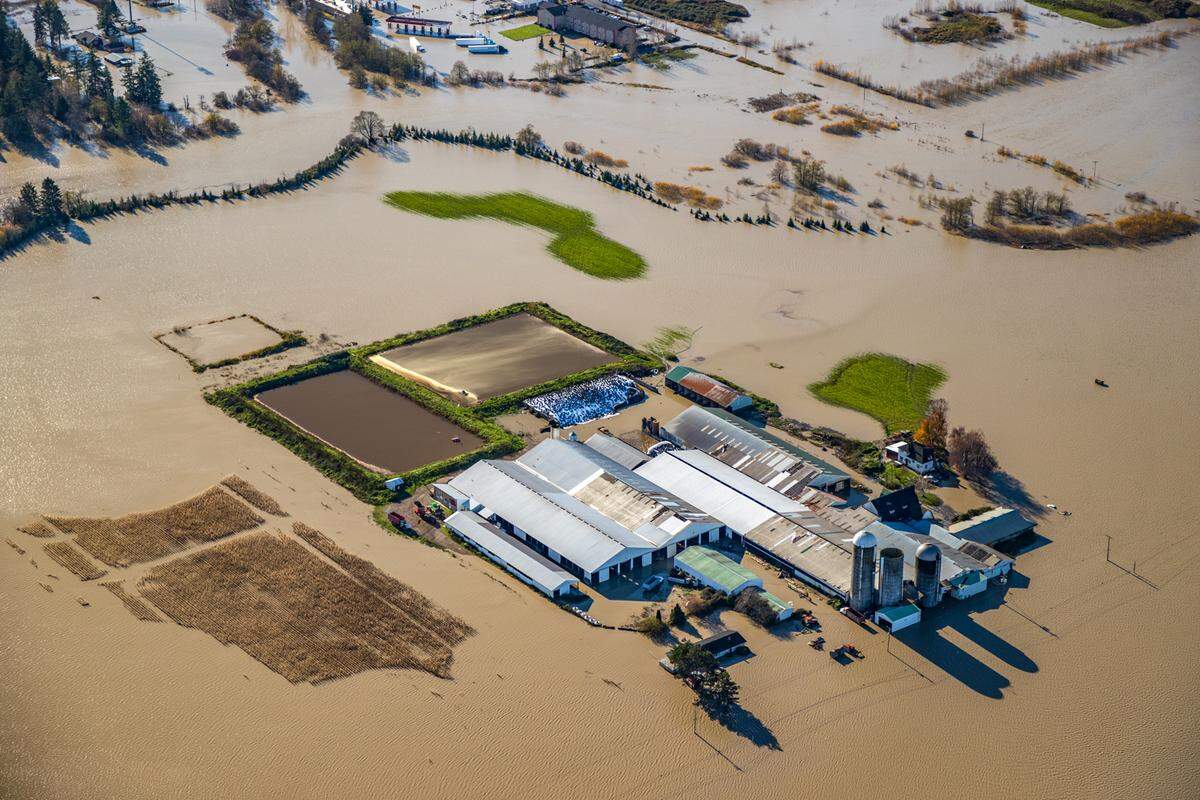 The Paradise Jersey Farm east of Ferndale and the Nooksack River is inundated by floodwaters Tuesday, Nov. 16, after record rainfall in Whatcom County.