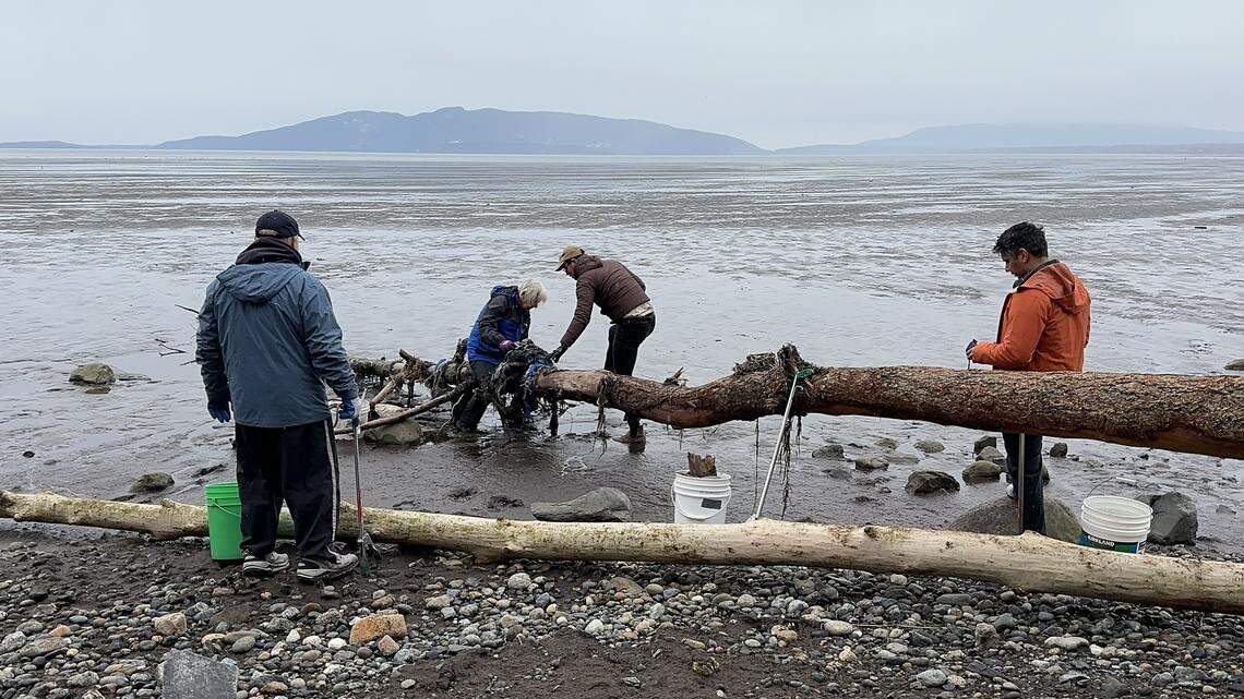 Long walks along the beach? Bellingham nonprofit hosting Valentine’s Day cleanup