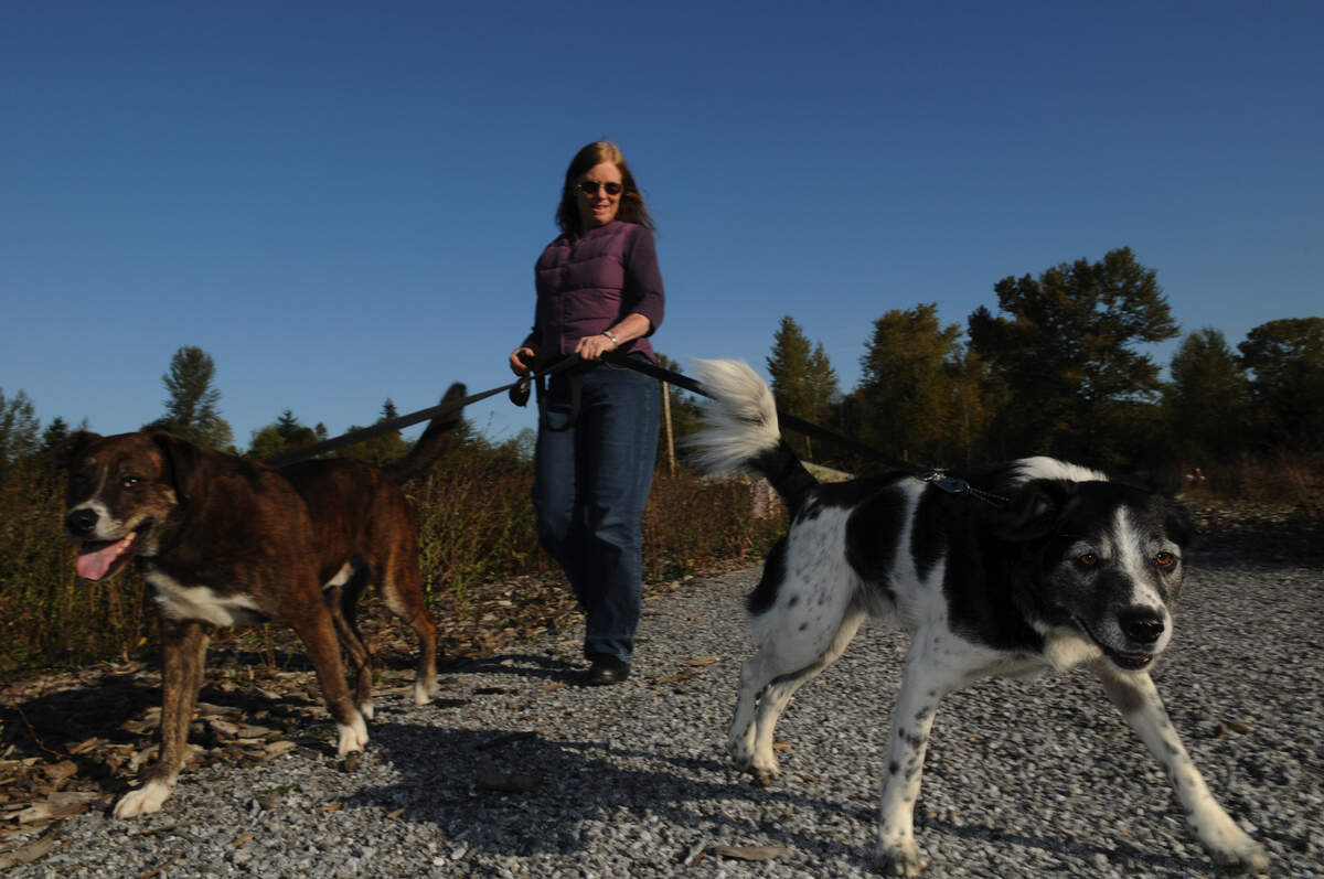 Leashed dogs walk on the trail around Squalicum Creek Park.