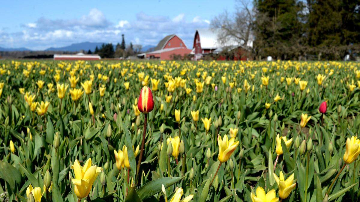 A lone tulip gets ready to bloom in a field of daffodils Monday, March 29, in Skagit Valley. Skagit Valley Tulip Festival organizers say the blooms will be spectacular on the weekends of April 17-18 and 24-25.