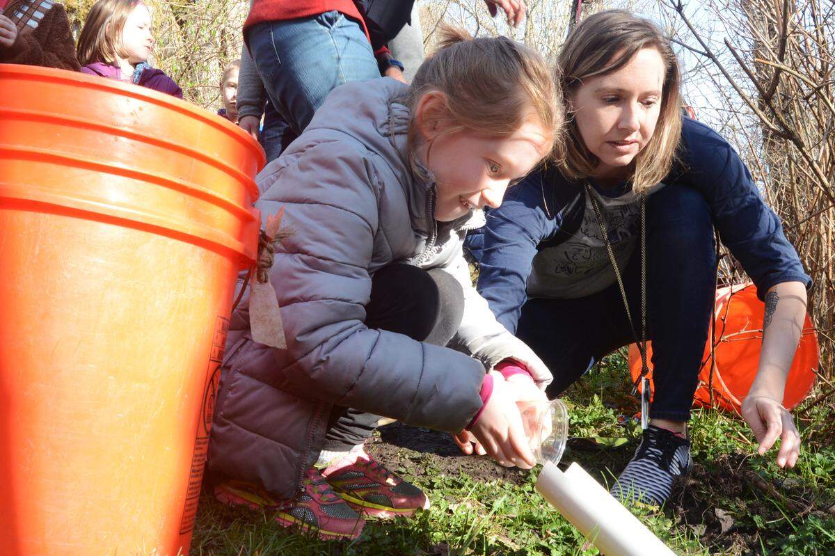Happy Valley Elementary School kindergarten teacher Bridget Porter assists her student _____, 6, as she pours her chum salmon fry into Connelly Creek in Bellingham, Wash., on Thursday, March 28, 2019.