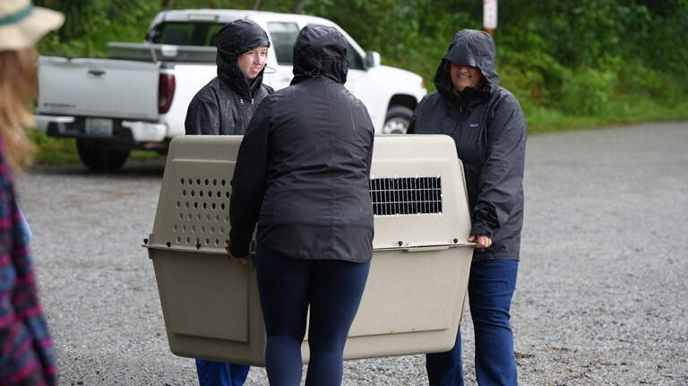 Video: See rehabilitated seal pup’s release at Larrabee State Park after weeks in care
